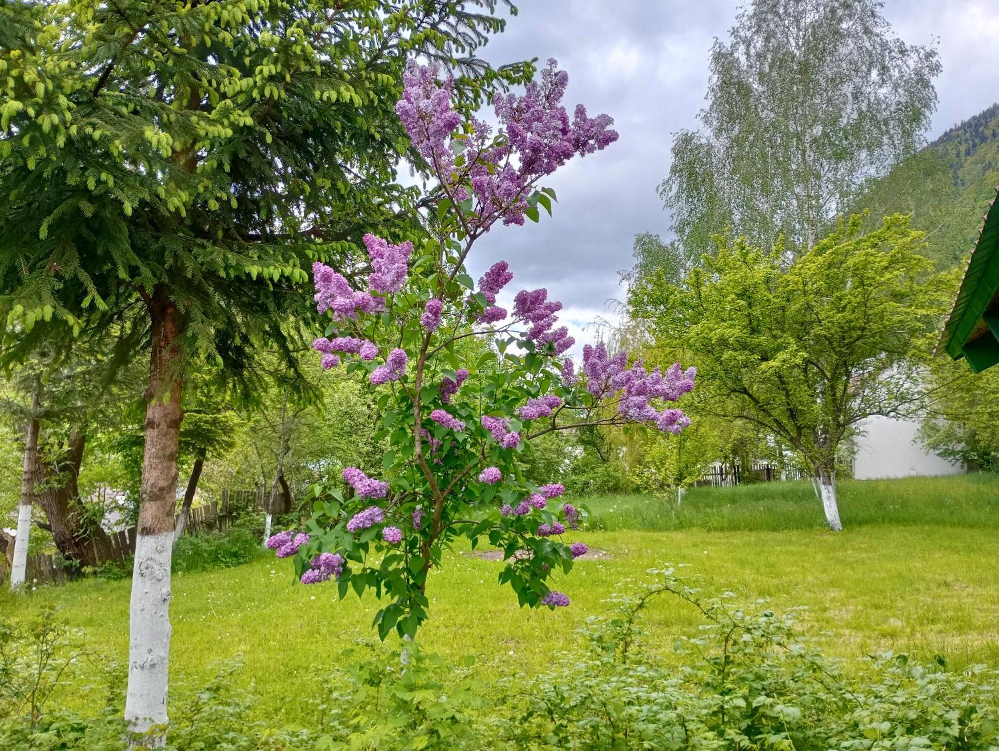 Pensiunea Irina 1 Si 2 Zărneşti 外观 照片